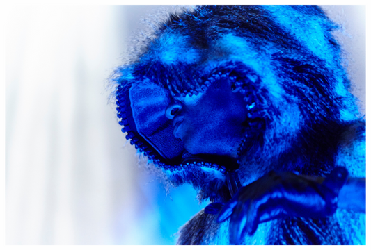 Main image Prodigy 01